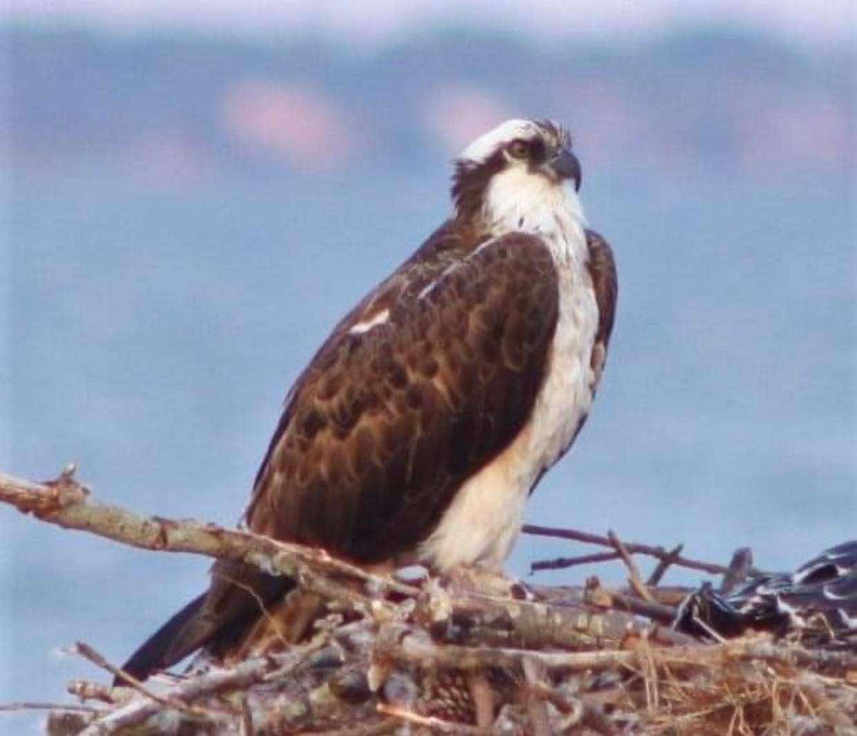 Osprey perched on a nest