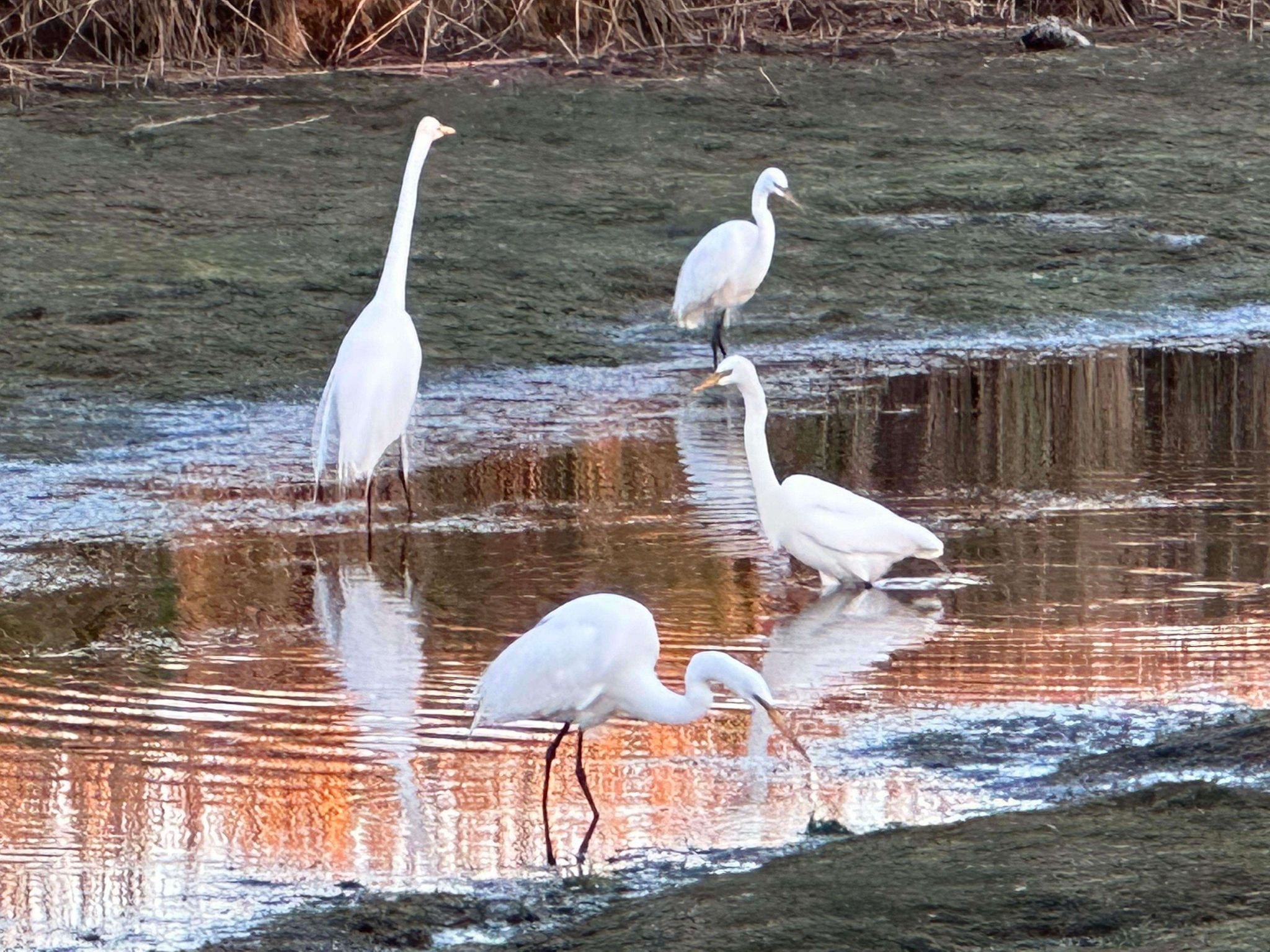 Four white egrets wading through shallow water