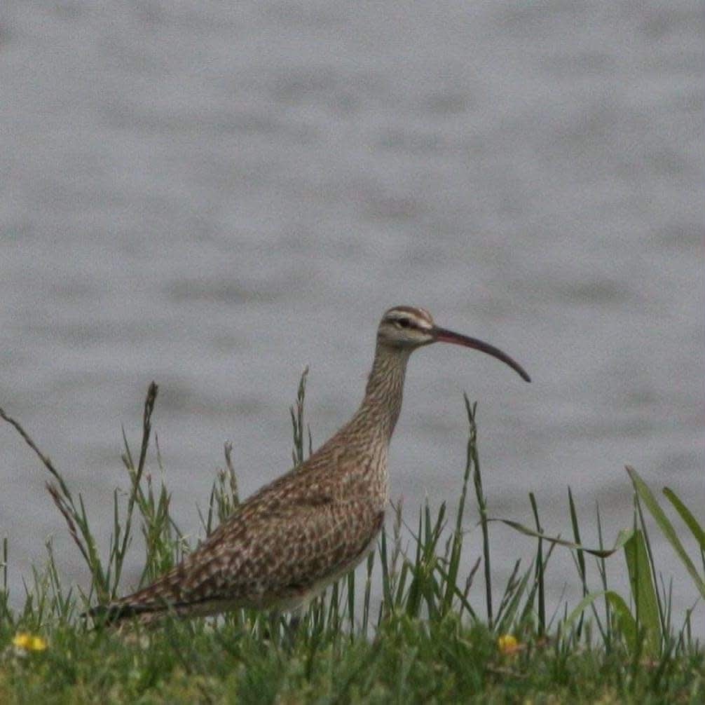 Long-billed shorebird standing in grass beside the water