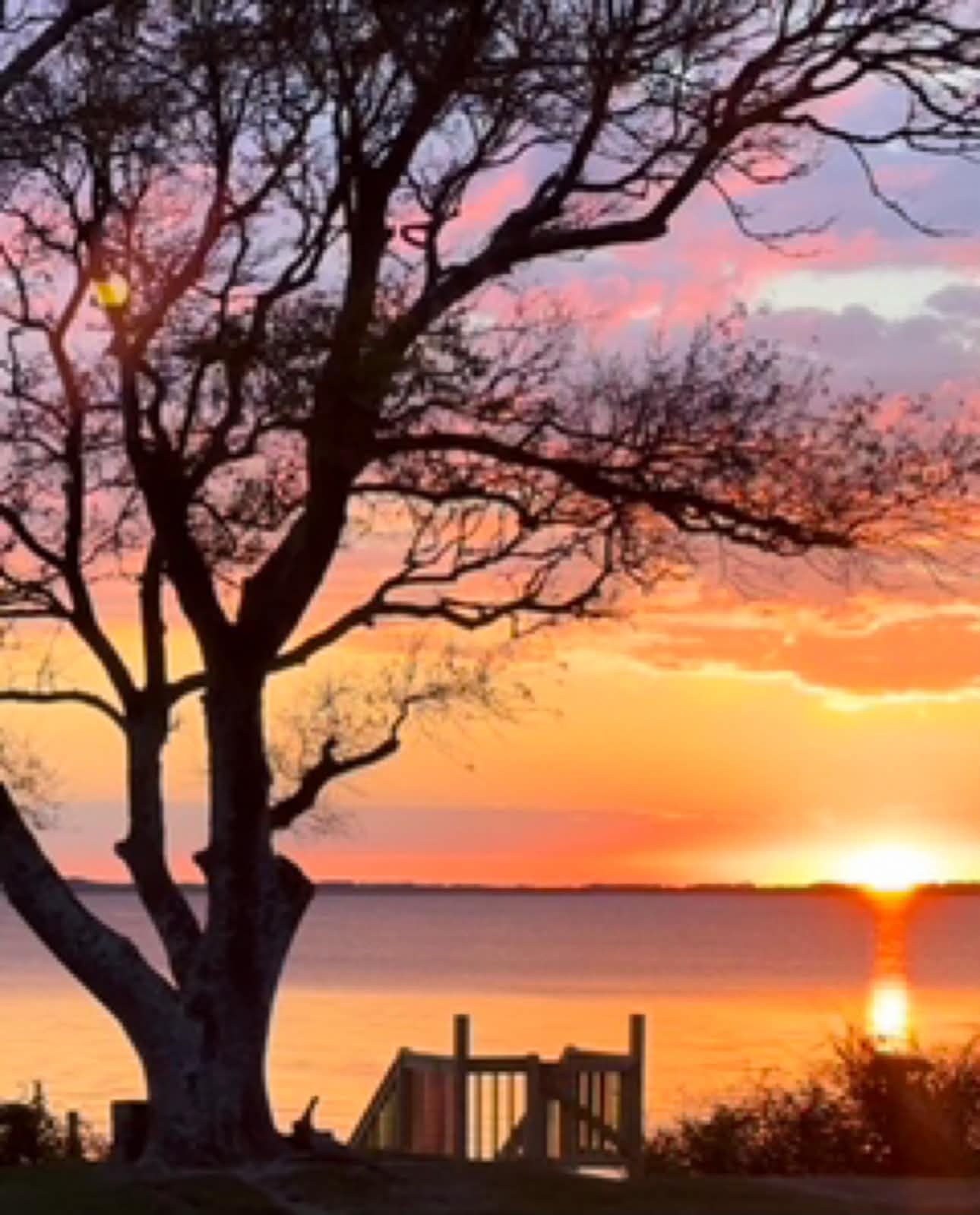 Silhouetted tree framing a vivid sunset over the sound